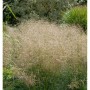 Waldschmiele Goldtau - großer Topf - Deschampsia cespitosa