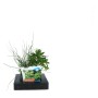GROW by OBI Schwimminsel im Mix-Korb, Topf ca. 18cm, für Gartenteich. Schwimmpflanzen und Sauerstoffpflanzen.
