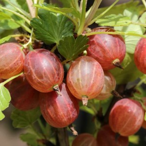 Nahaufnahme der saftig-roten, reifen Stachelbeeren Rot BIO am Strauch.