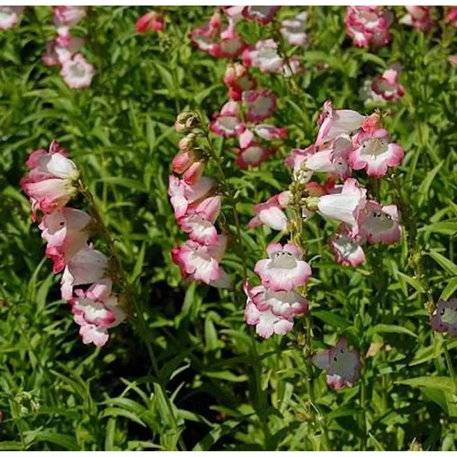 Bartfaden Osprey - Penstemon cultorum
