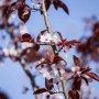 Blühende Blutpflaume (Prunus Cerasifera Nigra) mit dunkelroten Blättern und weißen Blüten vor blauem Himmel.
