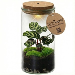 Vdvelde Mini Pflanzen Terrarium aus Glas mit Korkdeckel, LED-Beleuchtung, grüner Pflanze und Moos. Durchmesser 11 cm.