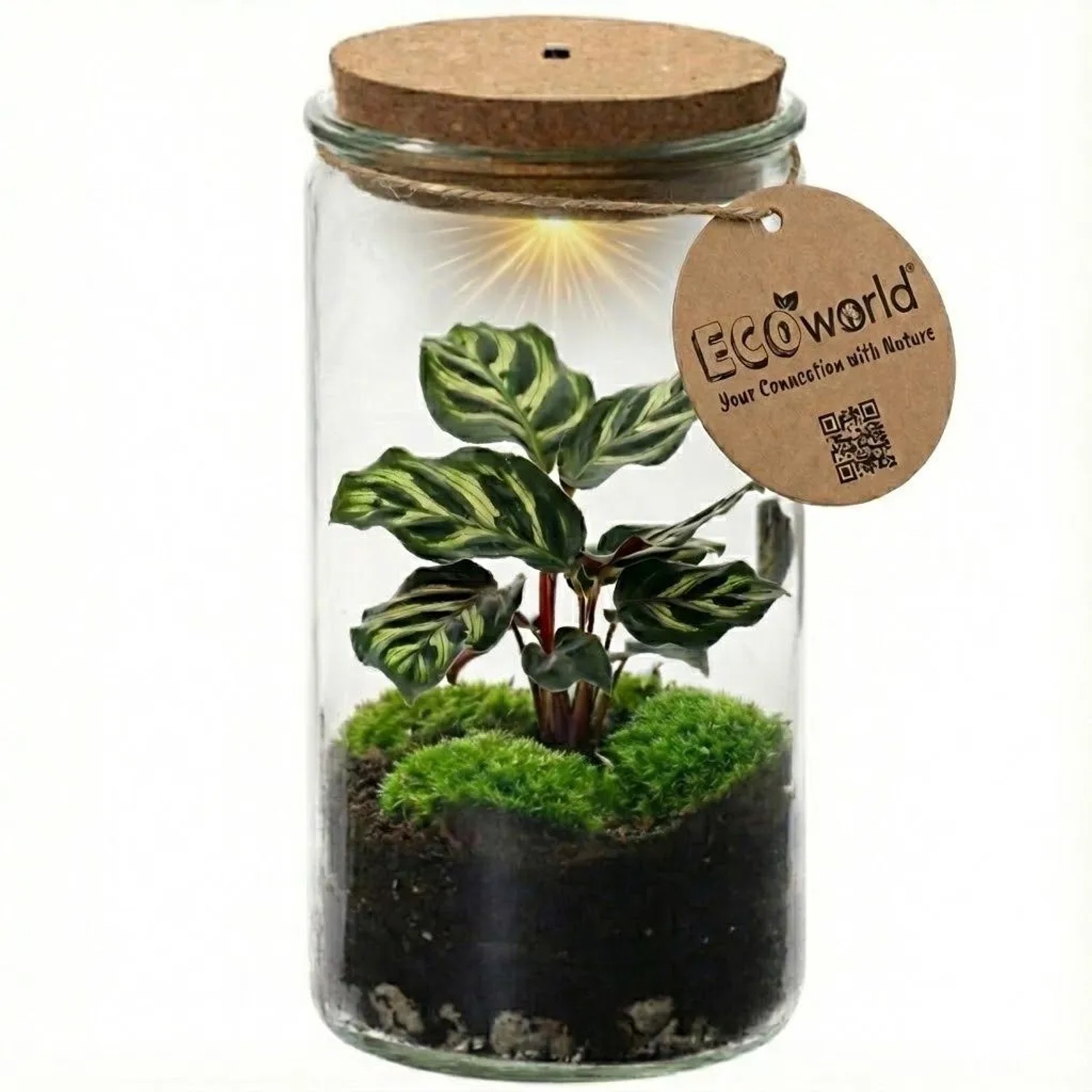 Vdvelde Mini Pflanzen Terrarium Durchmesser 11 Cm   Geschlossenes Pflanzensystem In Glas
