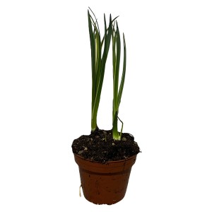 Prärielilie Blau im Topf, ca. 20-30 cm hoch. Sommerpflanze für Beet und Wiese.