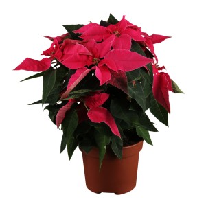 Herbststern Princettia im Topf, rote Hochblätter und grüne Blätter. Weihnachtssterne für die Adventszeit.