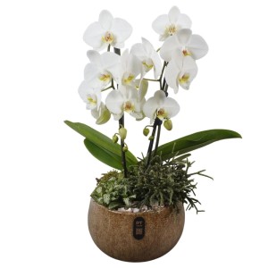 Zimmerpflanzen-Arrangement mit weißer Orchidee, Rutenkaktus, Mosaikpflanze in rundem Keramiktopf. Dekorativ für Innen.