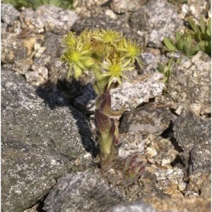 Spinnweb Hauswurz Boris - Sempervivum ciliosum
