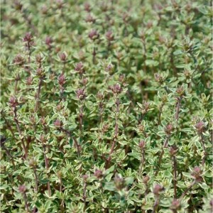 Nahaufnahme von Zitronen-Thymian (Thymus citriodorus) mit kleinen grünen Blättern und zarten Blüten.