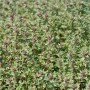 Nahaufnahme von Zitronen-Thymian (Thymus citriodorus) mit kleinen grünen Blättern und zarten Blüten.