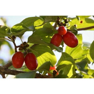 Kornelkirsche mit roten Früchten und grünen Blättern am Baum.