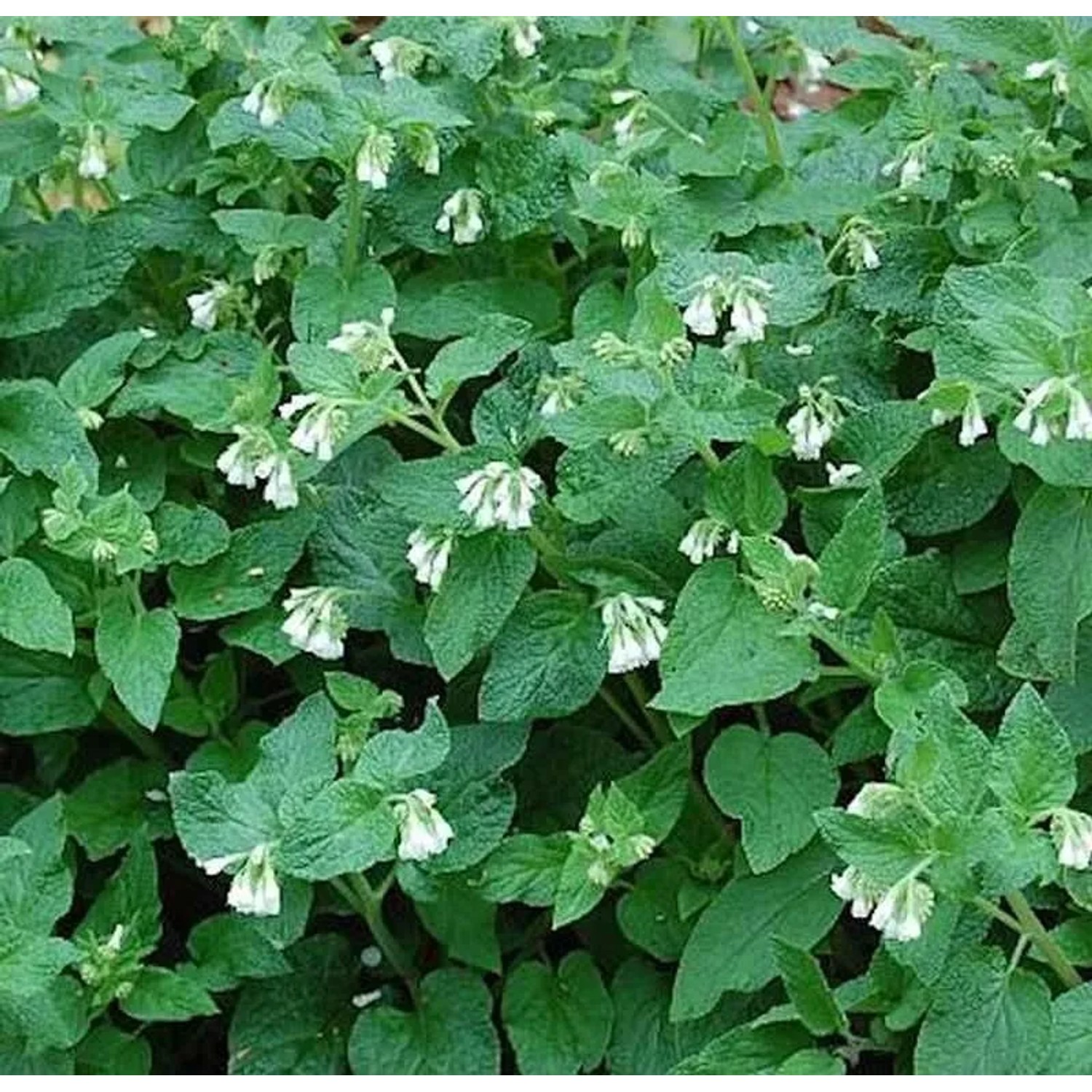 Knoten Beinwell - Symphytum tuberosum