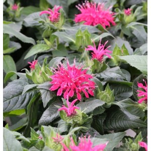 Nahaufnahme der Indianernessel 'Balance' (Monarda fistulosa) mit pinkfarbenen Blüten und grünen Blättern.