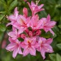Nahaufnahme des Rhododendron Luteum Rosata mit gelb-rosa Blüten.