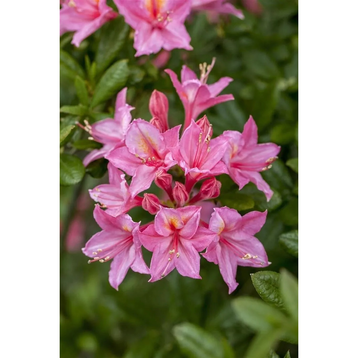 Nahaufnahme des Rhododendron Luteum Rosata mit gelb-rosa Blüten.