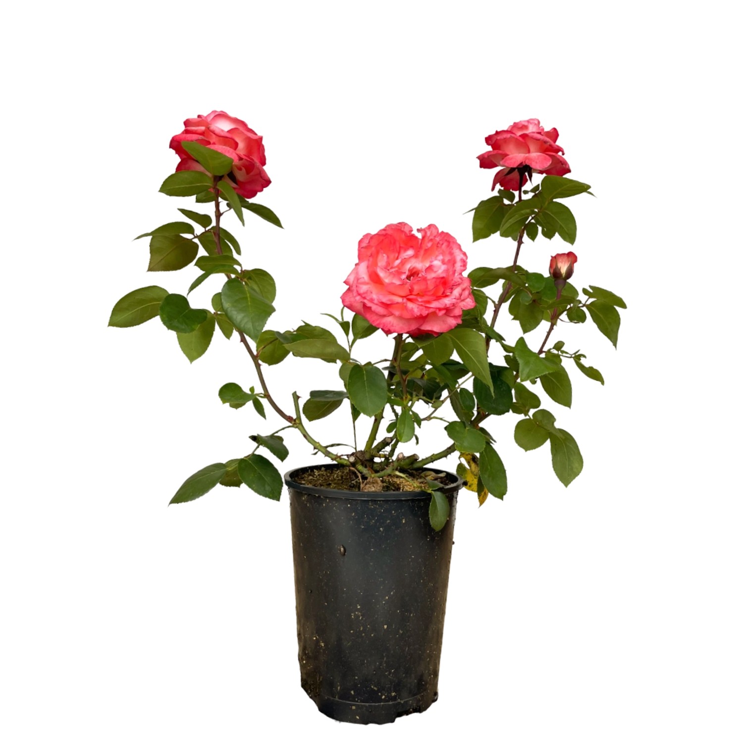 Baumfink Edelrose 'Aachener Dom' im Topf mit lachsrosa Blüten.