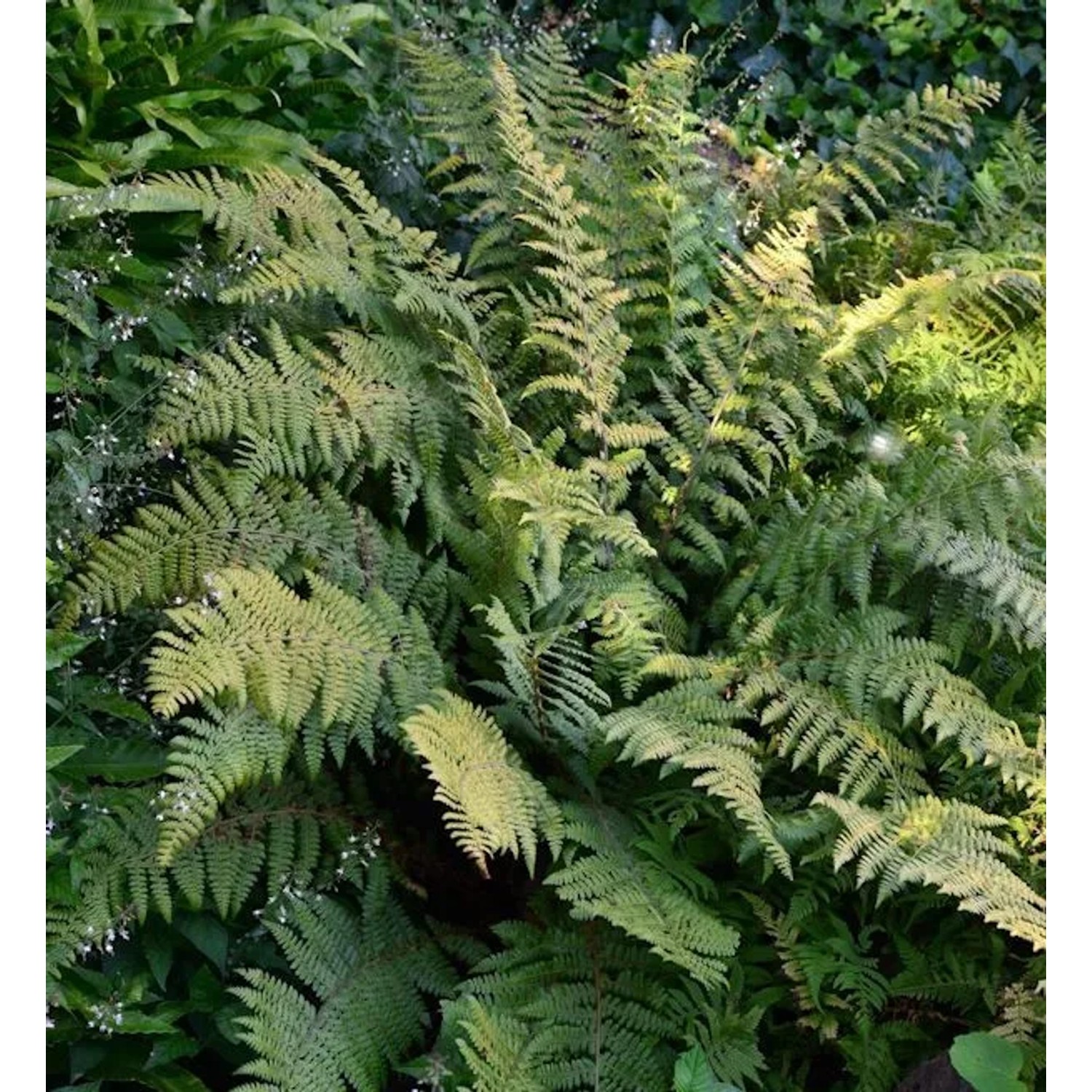 Brauns Schildfarn - Polystichum braunii
