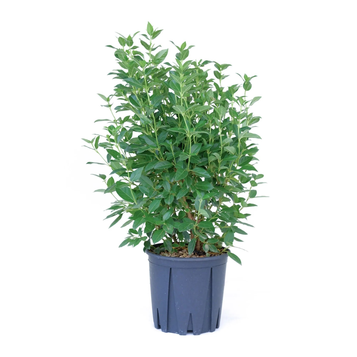 GROW by OBI Lorbeer-Schneeball Höhe ca. 40 cm Viburnum tinus Eve Price