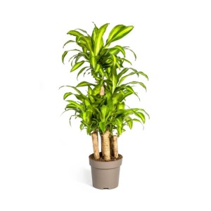 dracena Jade Jewel Dracena – Lichtenfelt's main image 0