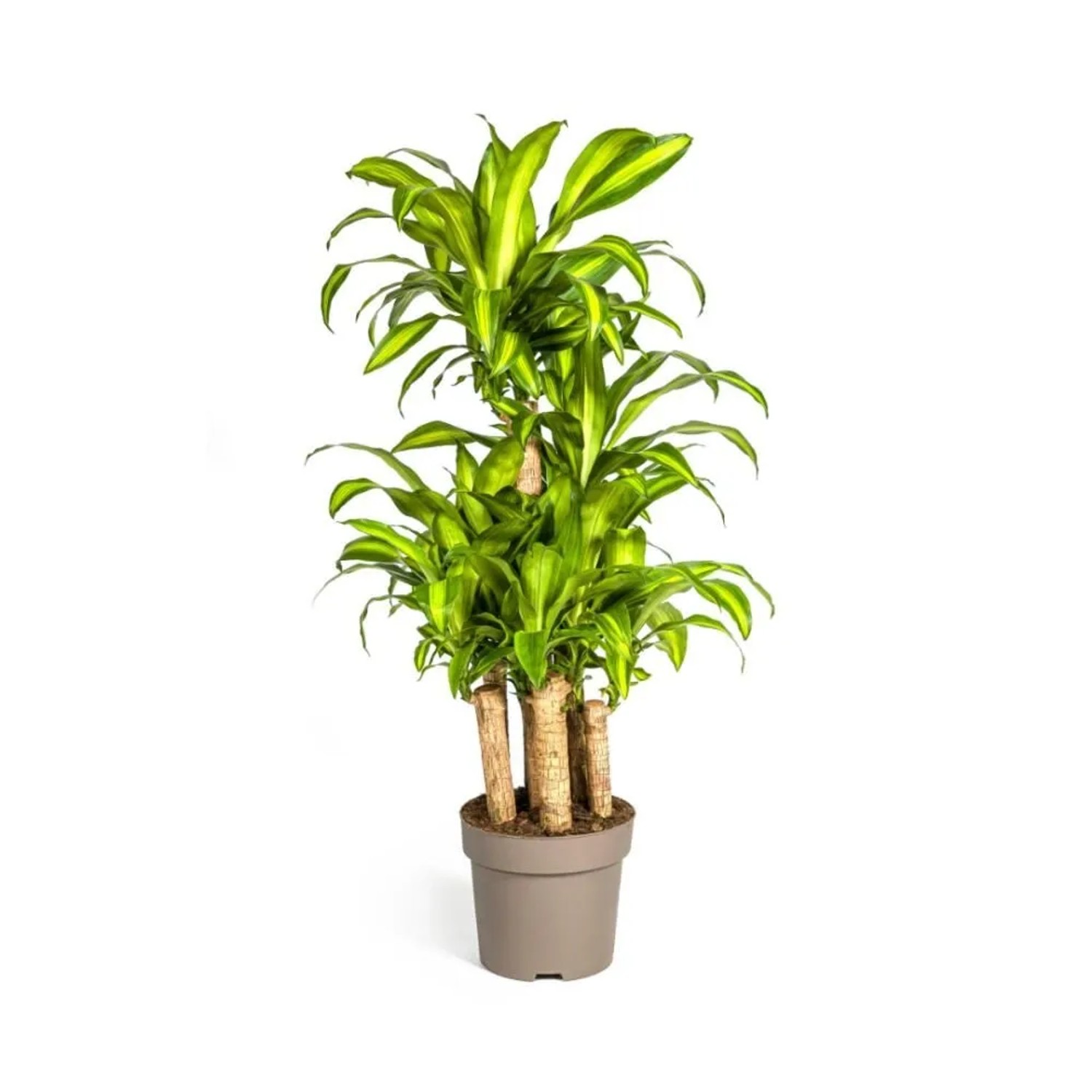 Exotenherz Drachenbaum Dracaena Fragrans Massangeana Karussel 130-150cm Hoch