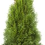 Lebensbaum Smaragd, ca. 140-160 cm hoch, im Ballen. Ideal als Heckenpflanze.