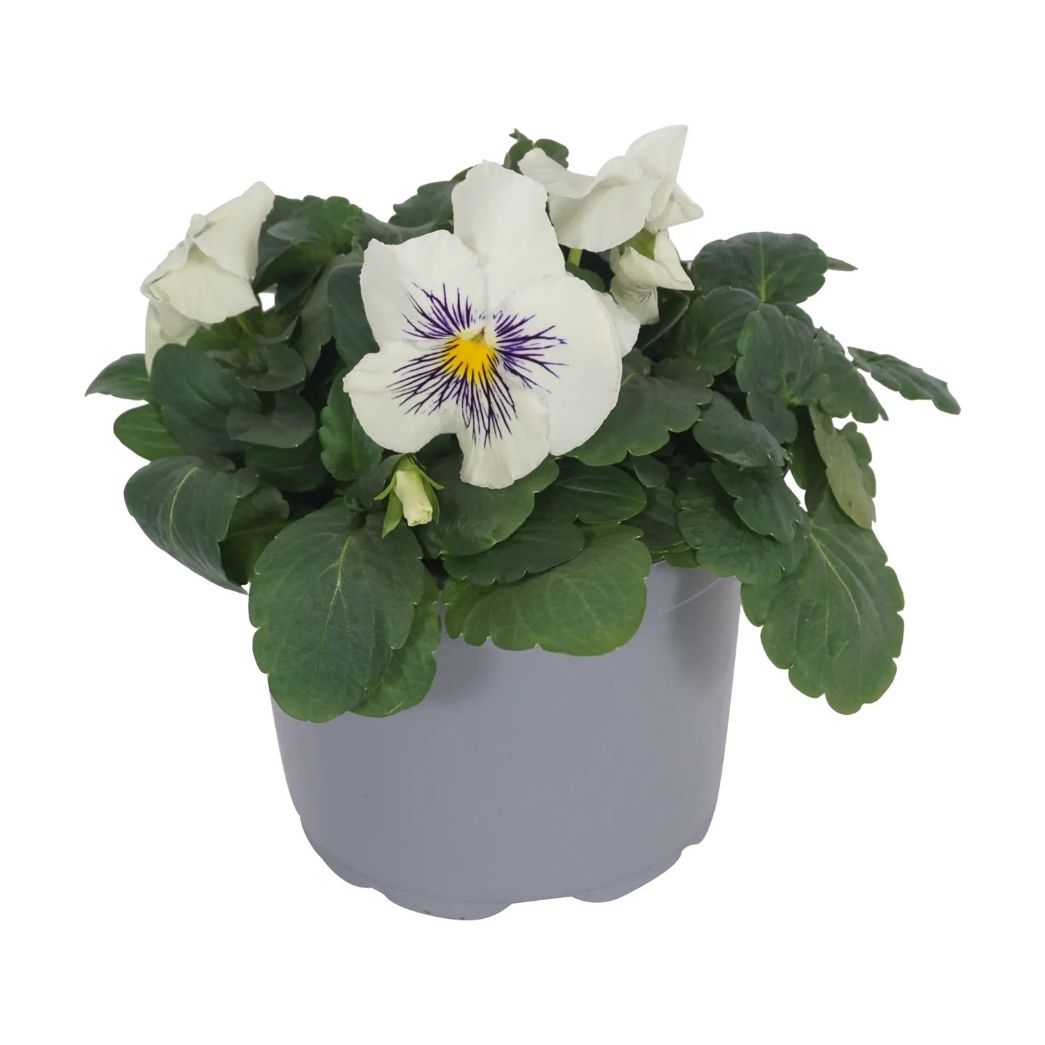 GROW by OBI Stiefmütterchen "Cats" TopfØ ca. 13 cm Viola wittrockiana