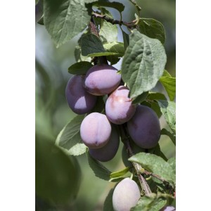 Foto von reifen, violetten Zwetschgen der Sorte Prunus Domestica Imperial am Baum.