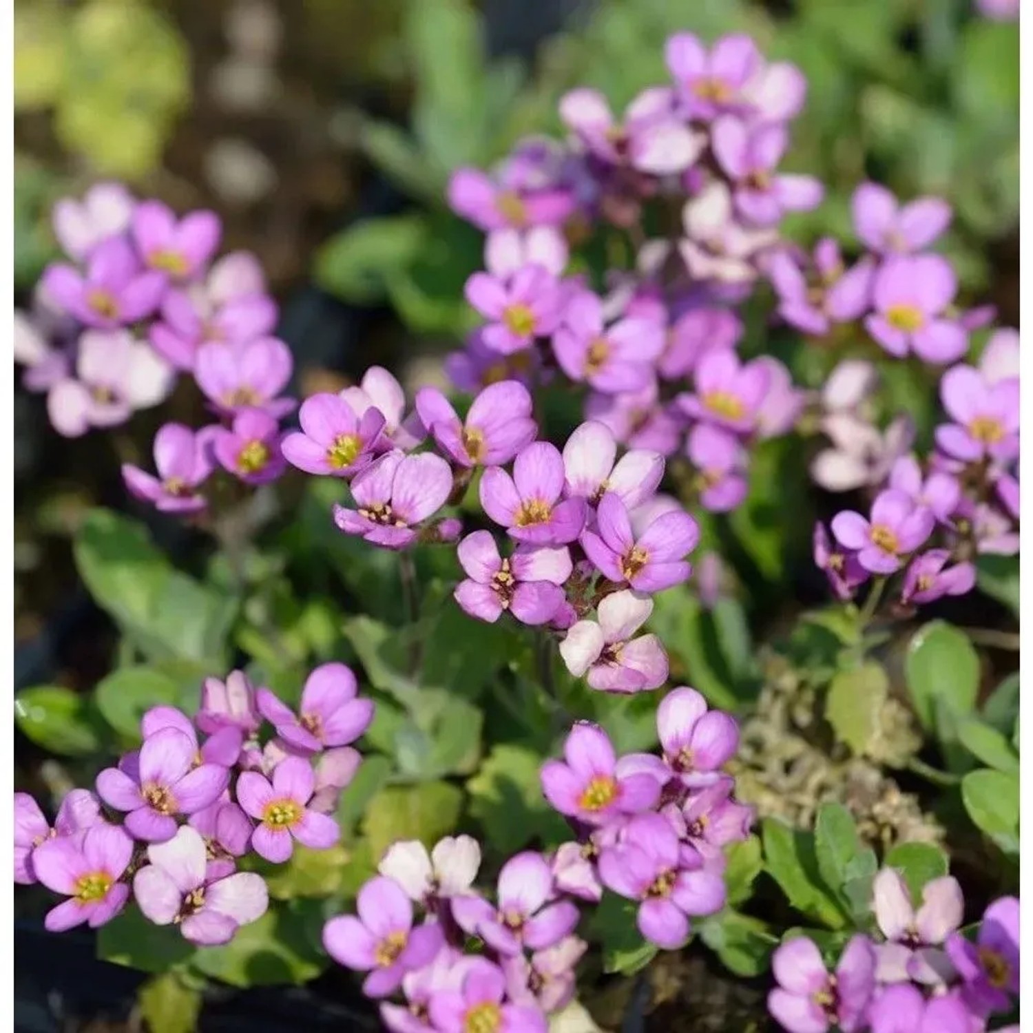 Gänsekresse Hedi - Arabis arendsii