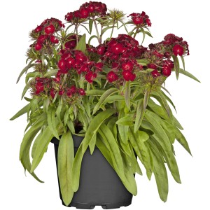 GROW by OBI Bartnelke im Topf, rote Blüten, ca. 19 cm Topf-Ø.