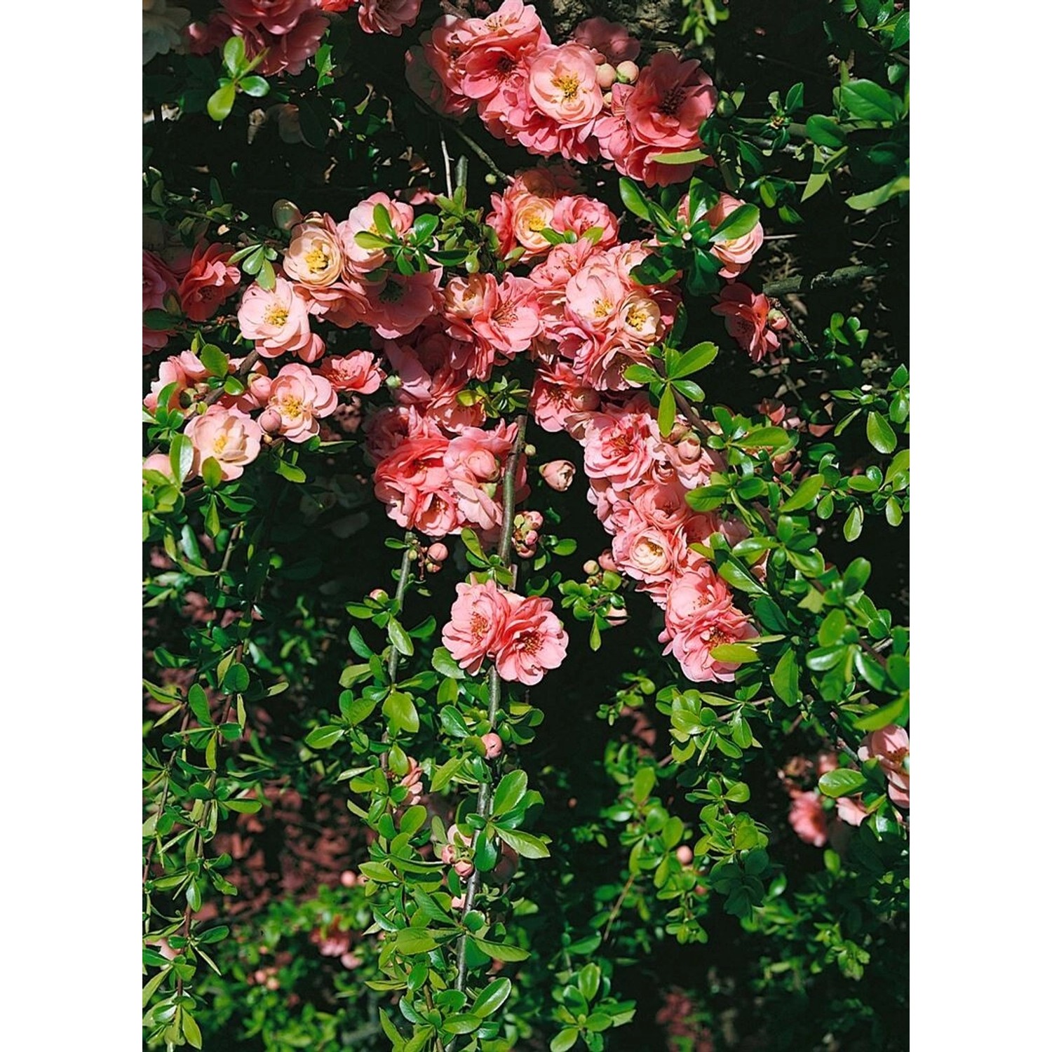 Chaenomeles Pink Trail Zierquitte Rosa Blüten 40–60 cm günstig online kaufen