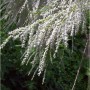 Sommertamariske (Tamarix ramosissima) mit weißen Blüten als Strauch im Garten.