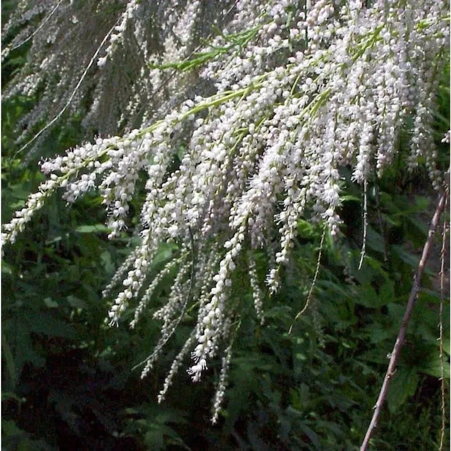Sommertamariske 80-100cm - Tamarix ramosissima