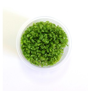 Dennerle Glossostigma Elatinoides Aquariumpflanze In-Vitro im Topf, grüne Vordergrundpflanze.