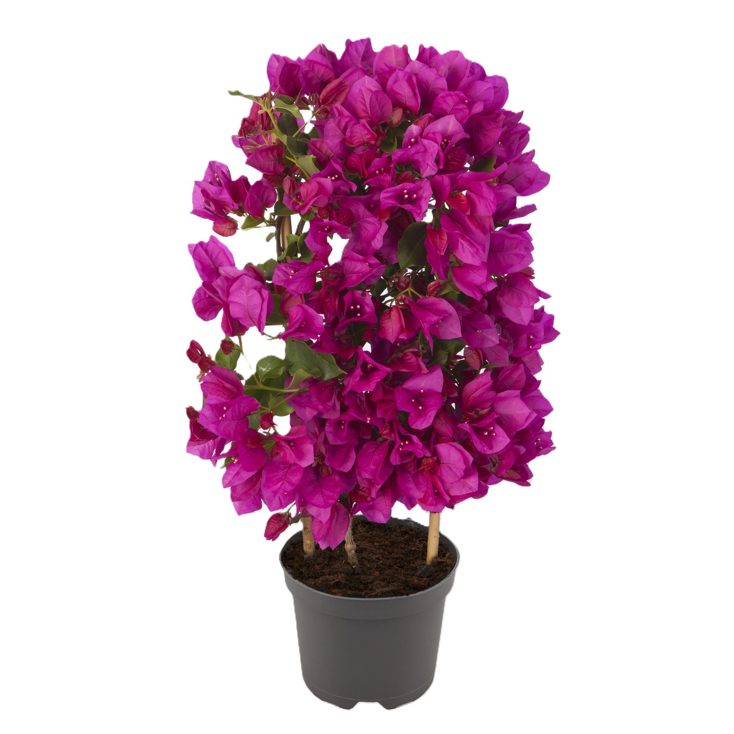 Bougainvillea kaufen bei OBI