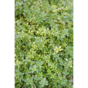 Teppich-Thymian 'Doone Valley' im 9x9 cm Topf, grüne Blätter mit gelben Akzenten. Bodendecker Staude.