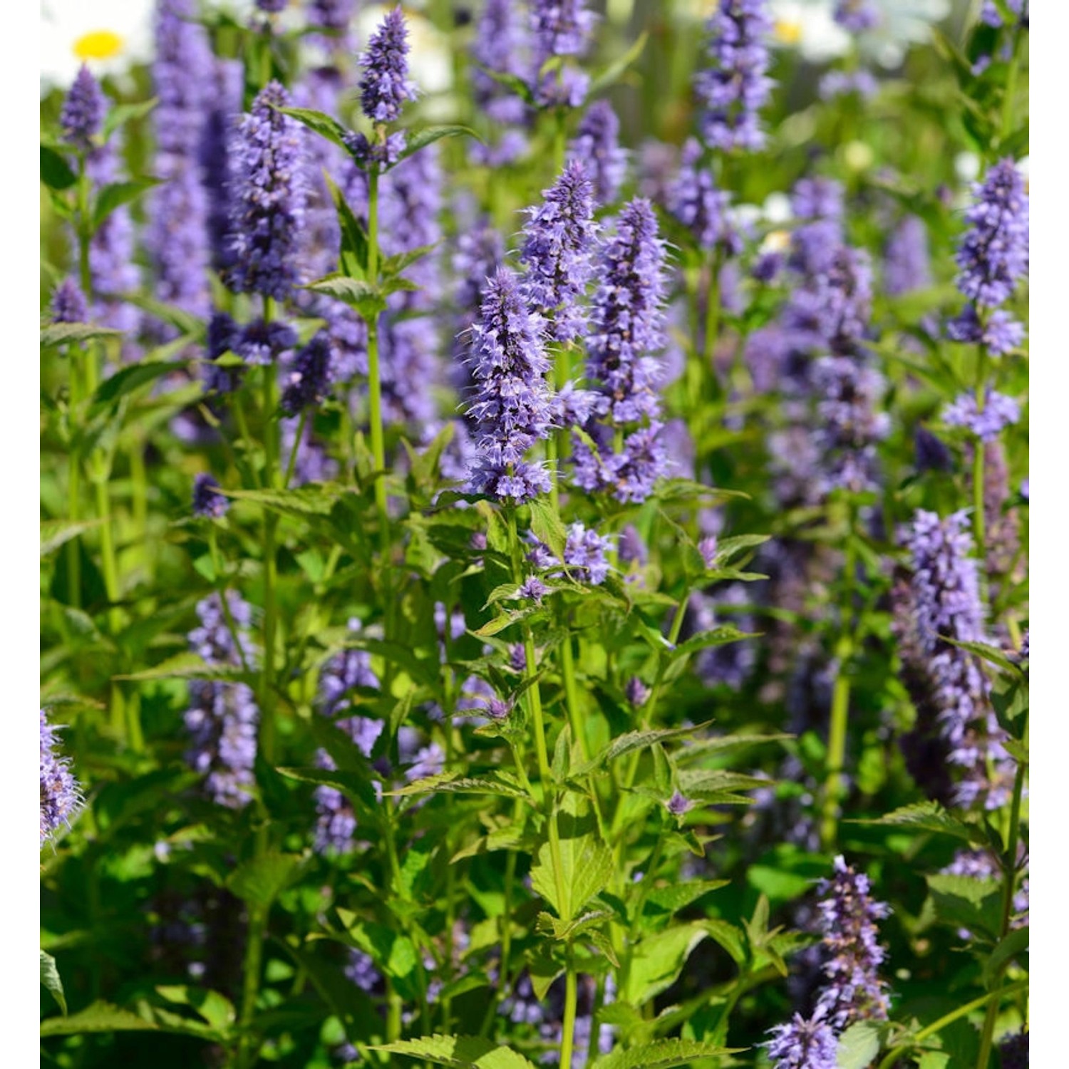 Mexikonessel Little Adder - Agastache rugosa günstig online kaufen