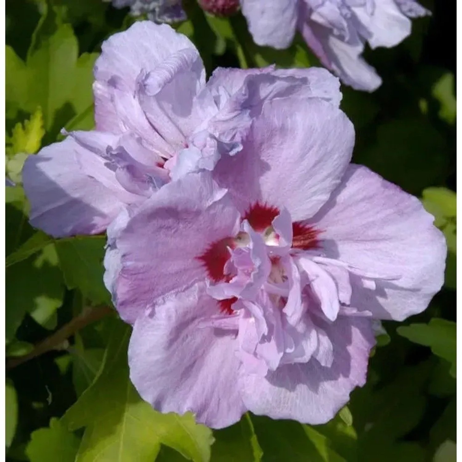 Hochstamm Rosen Eibisch Ardens 60-80cm - Hibiscus syriacus