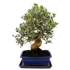 Exotischer Olivenbaum Bonsai (ca. 17 Jahre) im blauen Topf. Mediterranes Flair für Ihr Zuhause.