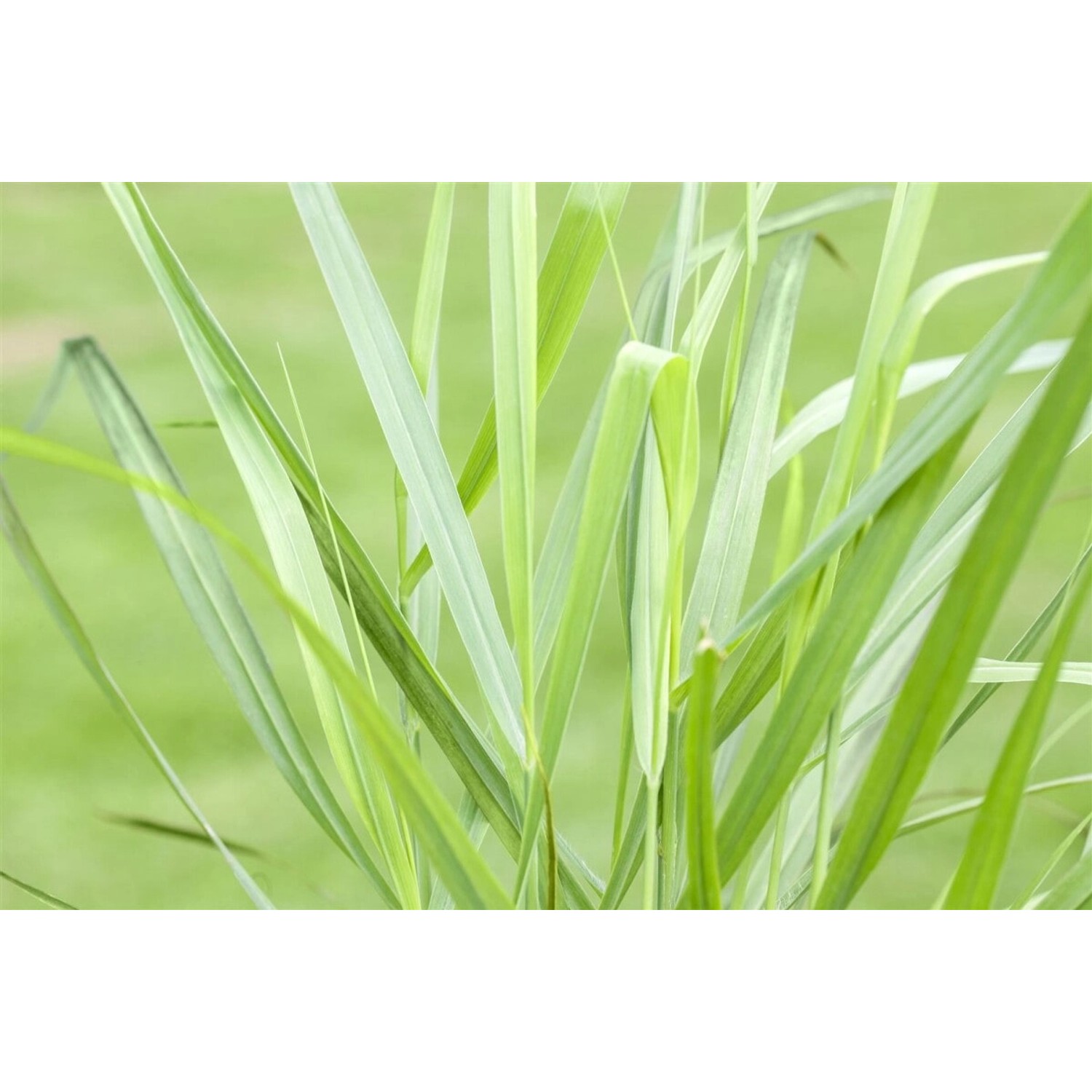 Panicum Virgatum Rotstrahlbusch Rutenhirse Rot Ca. 9x9 cm Topf günstig online kaufen