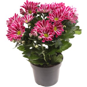 Chrysantheme Artist Armin im Topf, dunkelrosa Blüten mit weißem Rand. Herbstliche Dekoration.
