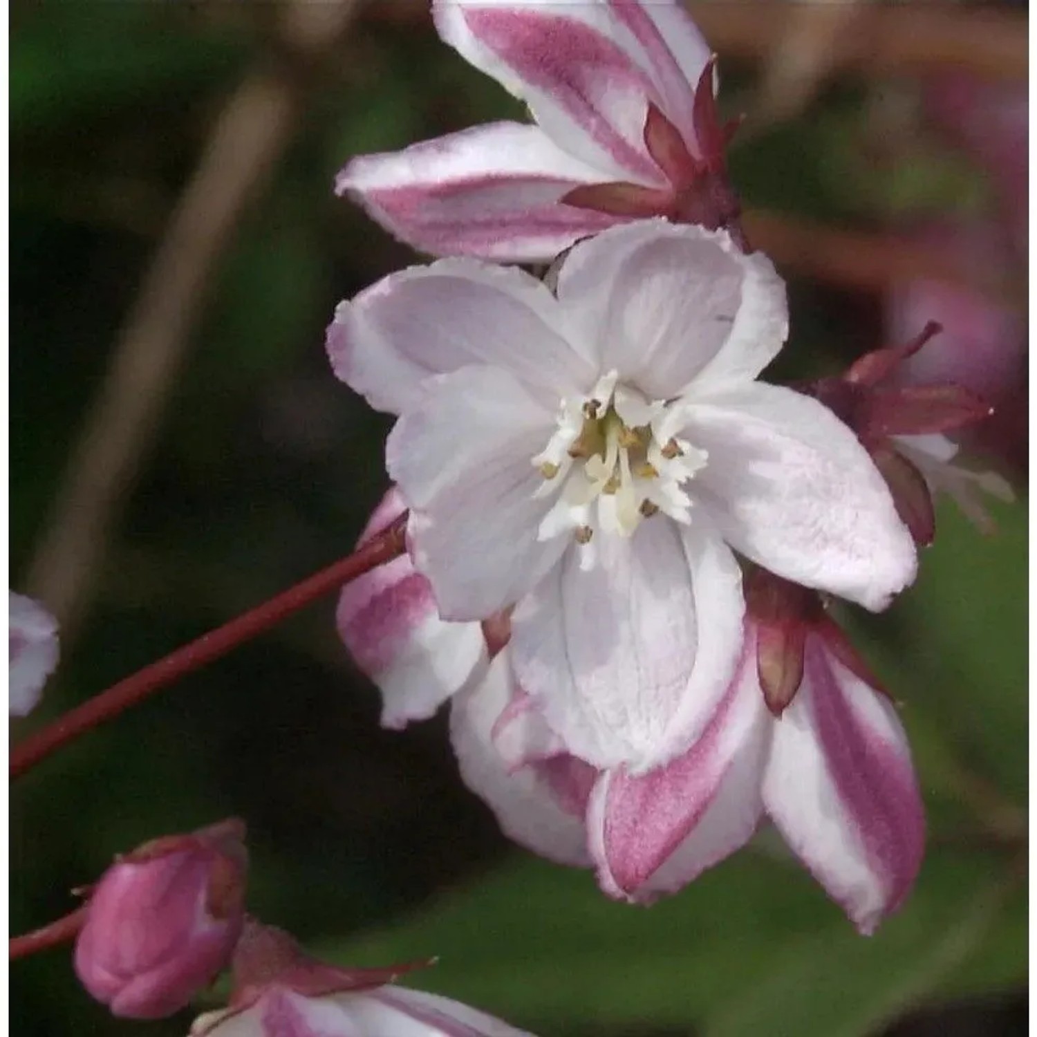 Halbhoher Sternstrauch Kamiendeutzie 60-80cm - Deutzia kalmiiflora