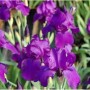 Nahaufnahme der violetten Schwertlilie Matinata (Iris barbata) im Garten.