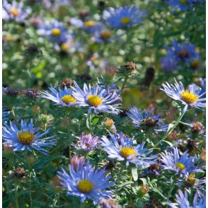 Garten-Aster October Skies (Aster oblongifolius) mit violetten Blüten und gelber Mitte.