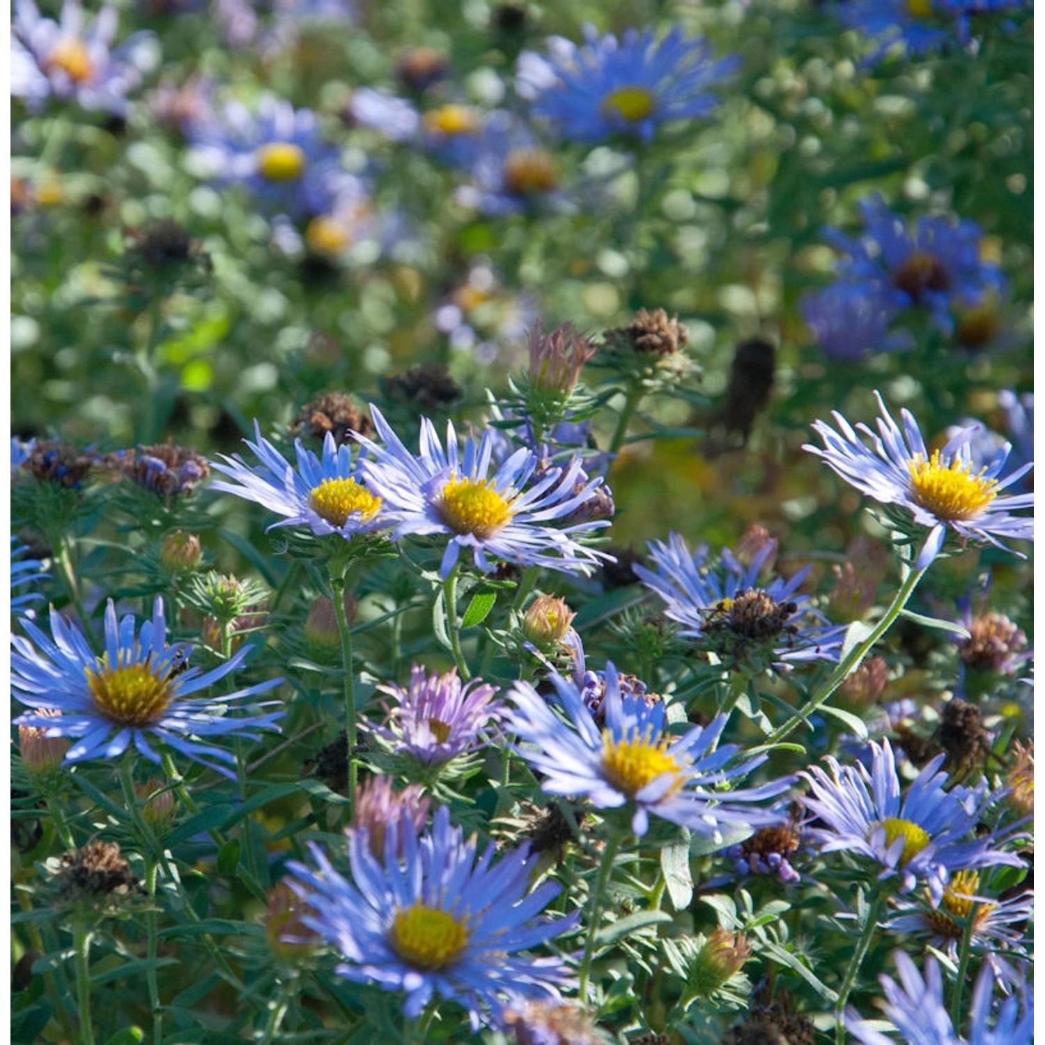 Garten-Aster October Skies - Aster oblongifolius günstig online kaufen