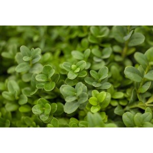 Detailaufnahme des grünen Buxus sempervirens 'Herrenhausen', einer Heckenpflanze.
