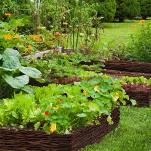 Urfence Weiden-Beeteinfassung als Rasenkante im Garten, umrandet grüne Pflanzen. Robuster Minizaun für Beetabgrenzung.
