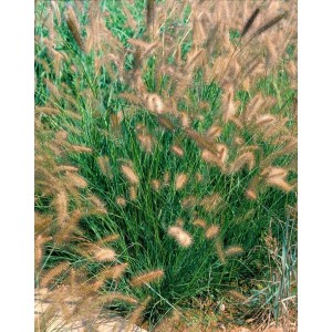 Buschiges Lampenputzergras 'Herbstzauber' mit beigen Blütenständen im Garten.