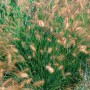 Buschiges Lampenputzergras 'Herbstzauber' mit beigen Blütenständen im Garten.