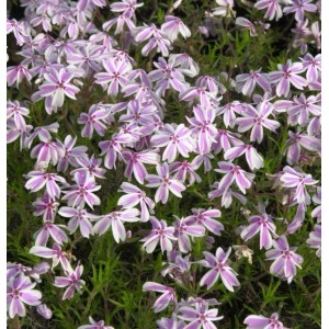 Teppich-Phlox 'Candy Stripes': Bodendecker mit weiß-rosa gestreiften Blüten.