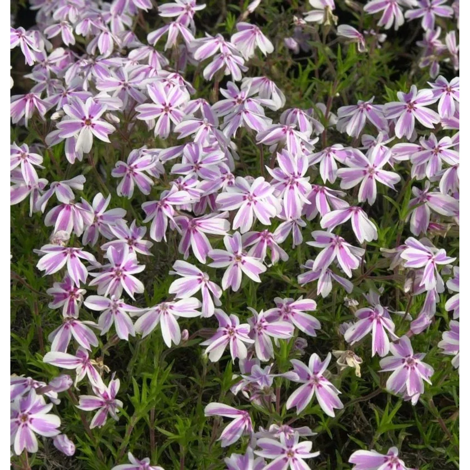 Teppich Phlox Candy Stripes - Phlox subulata
