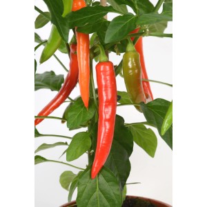 GROW by OBI Peperoni Pick-&-Joy im Topf, mit roten, orangen und grünen Schoten.